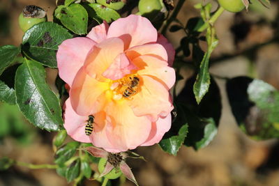 Close-up of bee on pink rose blooming outdoors