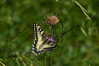 Close-up of butterfly pollinating on flower