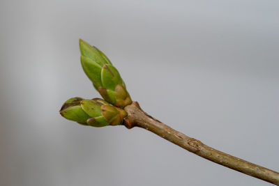 Close-up of plant against white background