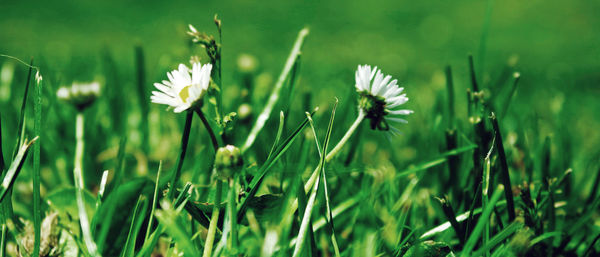 Close-up of flowers blooming in field