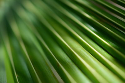 Full frame shot of palm leaves