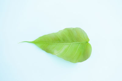 Close-up of leaf over white background