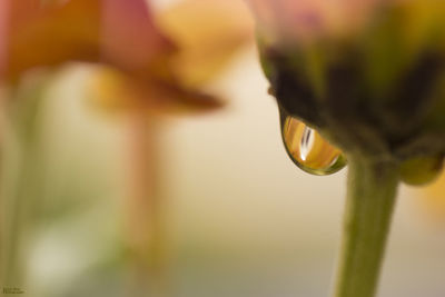 Close-up of drop on plant