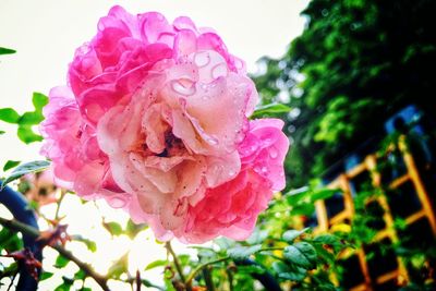 Close-up of pink rose