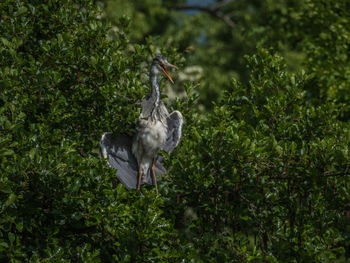 View of birds on land