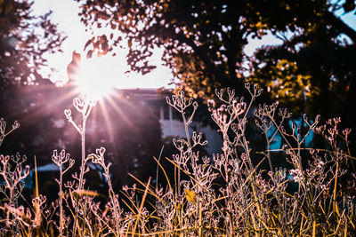 Sunlight streaming through trees on field during sunset