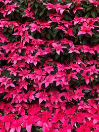 Full frame shot of pink leaves