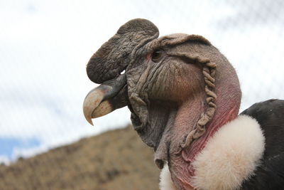 Close-up of vulture against sky