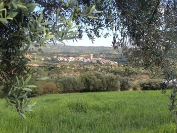 View of trees on landscape