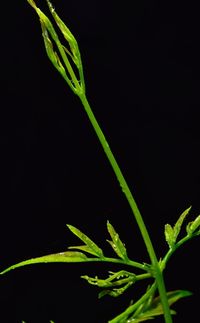 Close-up of plant over black background