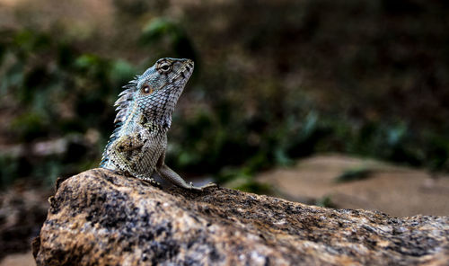 Close-up of lizard on rock