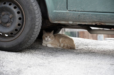 Cat resting under a car