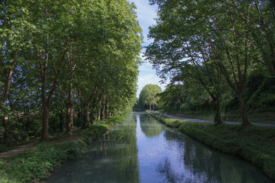 Scenic view of river amidst trees in forest against sky