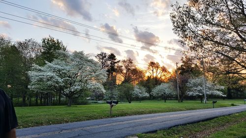 Trees against sky during sunset