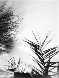 Low angle view of silhouette plants against sky