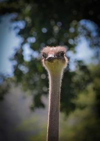 Close-up portrait of a bird