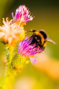 Close-up of bee on purple flower