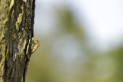 Close-up of insect on tree trunk
