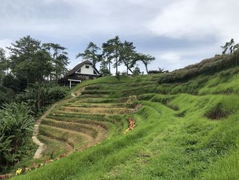 Scenic view of grassy field against sky