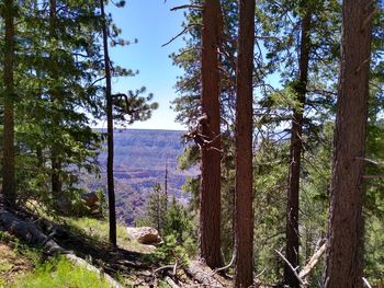 Scenic view of forest against sky