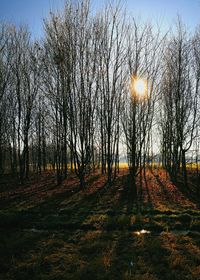 Trees against sky during sunset