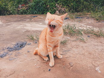 Cat lying on a field