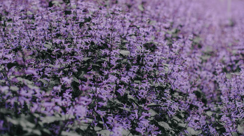 Close-up of purple flowering plants on field