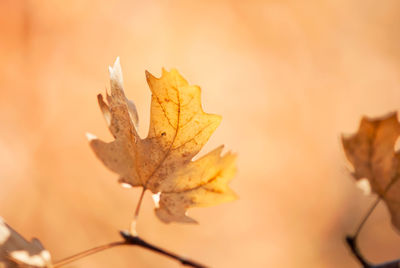 Close-up of dried maple leaves