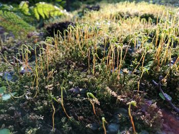 Close-up of plants growing on field