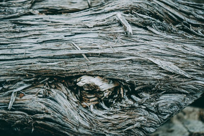 Full frame shot of dead tree