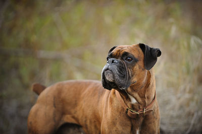 Close-up of dog standing on field