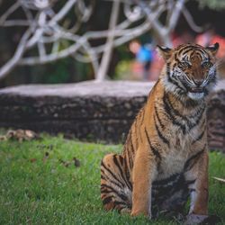 Close-up of tiger on grass