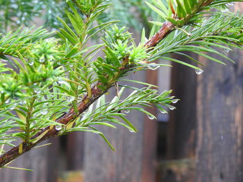 Close-up of fresh plant