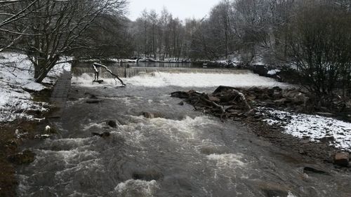 Scenic view of river in forest