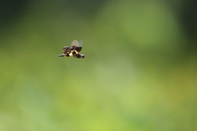 Insect flying against defocused green background