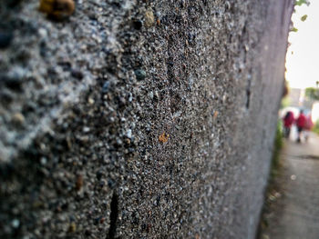 Close-up of tree trunk against wall