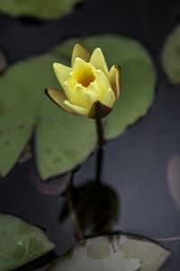 Close-up of yellow rose