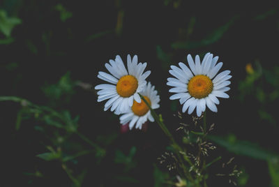 Close-up of white daisy flowers