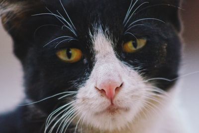 Close-up portrait of a cat