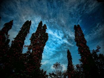 Low angle view of trees against sky