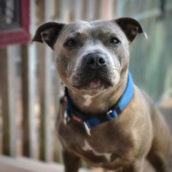 Close-up portrait of dog