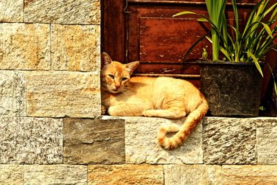 Portrait of cat sitting outdoors