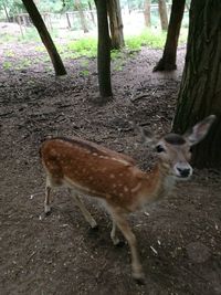 Deer in zoo