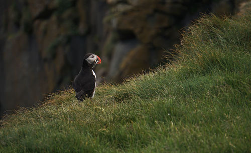 Puffin carrying saltwater eels in beak on grass
