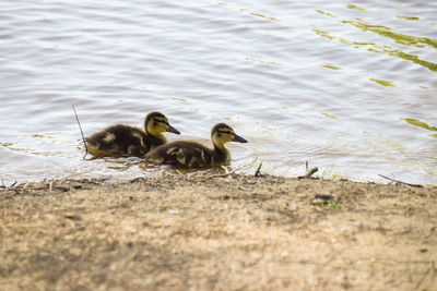 Baby ducks in lake