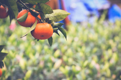 Close-up of fruit growing on tree