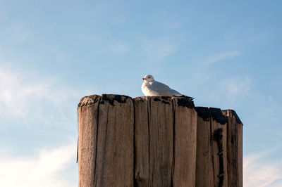 Low angle view of seagull perching on wooden post against sky