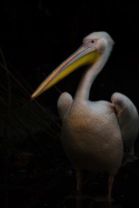 Close-up of pelican