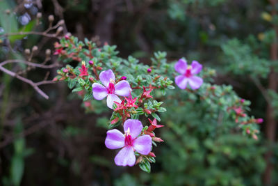 Close-up of pink flowers blooming outdoors