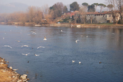 Birds in lake against sky